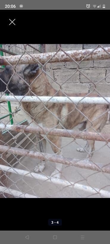 coban it adlari: Qurdbasar — 1