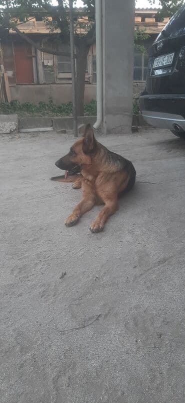 it darağı: Alman çoban iti, 11 ay, Dişi — 1