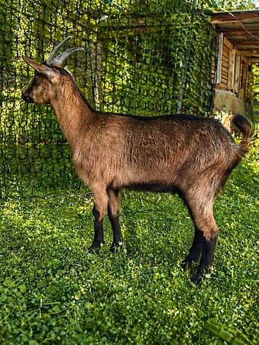 keçi satilir: Dişi, Alpine, il: 1, 50 kq, Südlük, Ünvandan götürmə — 2