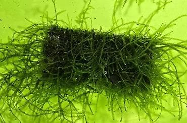 мох: Akvaryum üçün moxlar: Christmas moss və Taiwan moss - Paslanmayan — 1