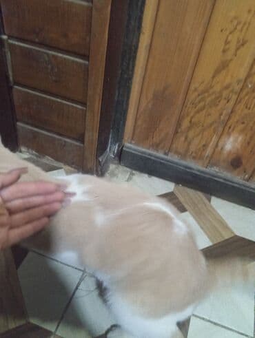 pişik daşıma: Şotland yastı qulaq — 2