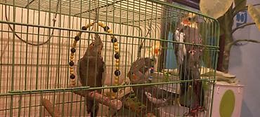 Nimfalari (Cockatiel) – dekorativ qəfəslə birlikdə - Növ: Nimfa