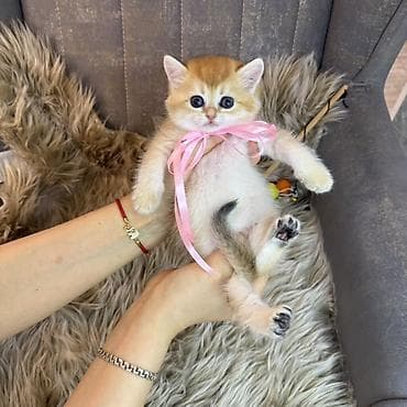 ucuz pişiy: Britan, Dişi — 2