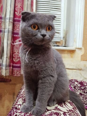 вислоухие коты серые: Шотладская вислоухая, Самка, В добрые руки, Самовывоз — 3