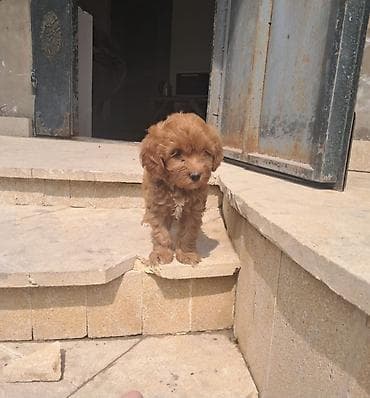 it: Pudel, 1 ay, Dişi — 4