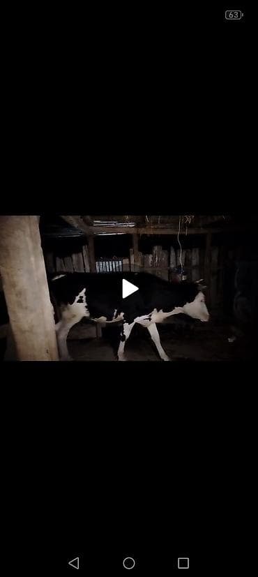 iri buynuzlu heyvan: Dişi, Holsteyn, il: 2, 180 kq, Südlük, Ünvandan götürmə — 2