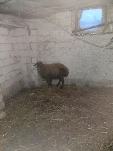 Телята: Sağlamdı 2ci qarına qoça gəlib. Ünvan Novxanı — 8