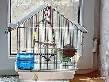 i̇ran qefesi: Quş qəfəsi və tutuqusü yanında — 1