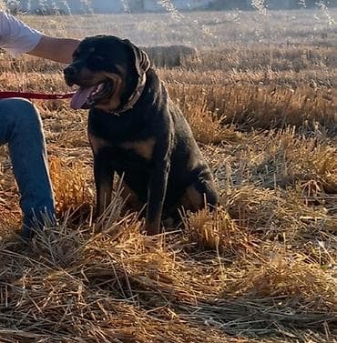 Rotveyler, 11 ay, Erkek, Peyvəndli, Ödənişli çatdırılma