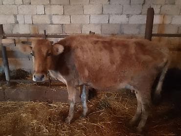 ev heyvanlari satisi: Dişi, Holsteyn, Simental, il: 4, 100 kq, Südlük, Ünvandan götürmə, Ödənişli çatdırılma — 7