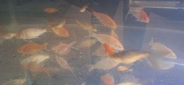 Digər heyvanlar: Qızıl balıq, Sülhsevər, Pulsuz çatdırılma — 2