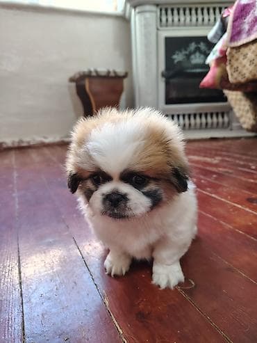 Pekines, 2 ay, Erkek, Peyvəndli, Ödənişli çatdırılma, Pulsuz çatdırılma — 7