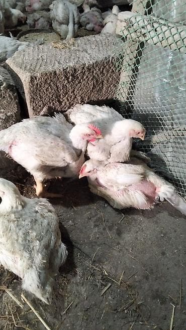 Toyuq, Broyler, Ətlik — 1