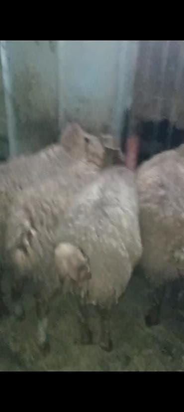 heyvan bazari keci: Qurbanlıq üçün Erkey quzular satılır istəyən olsa yazsın videosunu — 2