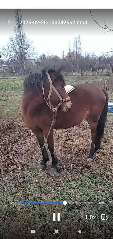 Птицы: Qəhvəyi rəngdə at – kənd təsərrüfatı işləri və minik üçün - Rəng — 4