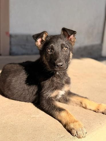 heyvan az: Alman çoban iti, Peyvəndli — 3