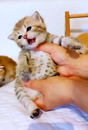 Qızıl şinşilla, Erkək, Yaxşı əllərə, Ünvandan götürmə — 7
