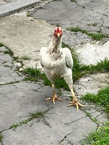 ari ramkasi satisi: Toyuq, Ətlik — 4