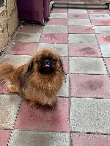 tap az ev heyvanlari: Pekingese ev itidi peyvəndide olunub — 2