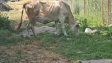 Beşinci qarına beş aylıq boğazdı hazırda sağılır — 1