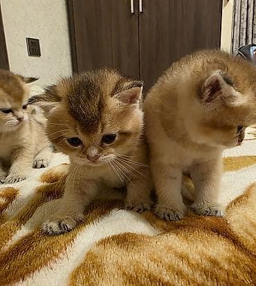 Pişiklər: Qızıl şinşilla — 5