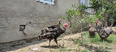 Hinduşkalar: Məhsul: Hind quşları (hind toyuqları) Təsvir: - Şəkillərdə açıq — 2