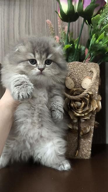 шиншилла котенок купить: Tam sağlam toppuş balalar!!! — 1