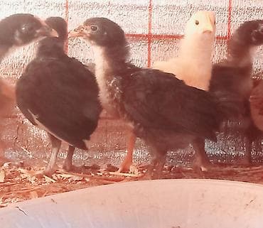 Atlar: Salam tam saglam kend cuceleri sarlir isdeyen buyra biler cemi 150 — 1