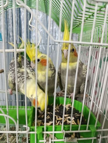 pulsuz heyvanlar verilir: Sağlam korella quslari satılır 3 ededdir.hamisini alana cüzi endirim — 3