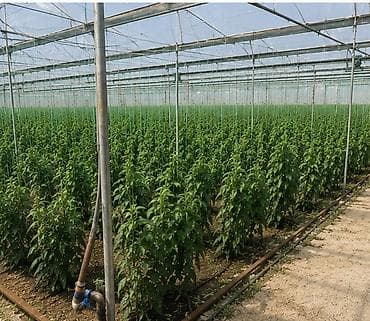 nabor hacar: Zire Qesebesi 2,20 hektarin torpaq satilir!!! icerisinde 55 sot — 5