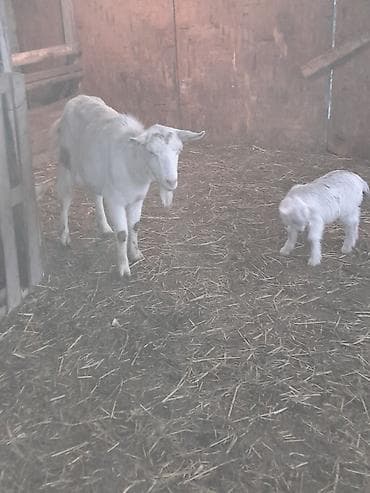 keçi satan: Ağ rəngli keçi ailəsi – ana keçi və iki balası - Cins: yerli südlük — 7