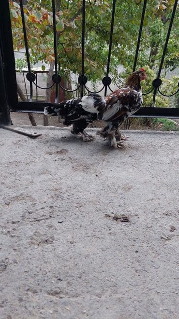 сколько стоит щенок чау чау: Rahibe toyuqlar Bir xoruz bir fere Sekide olur ikisi birlikde 50 — 6