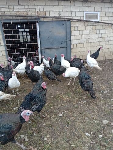 pekines satışı: Məhsul: Hinduşka sürüsü Təsvir: - Şəkillərdə olan sağlam, iriqaşlı — 3