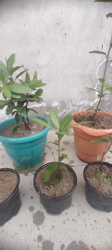 ciledagi bitkisi: Dəfnə ağacı (Laurus nobilis) – ətirli, keyfiyyətli və məhsuldar sort — 5