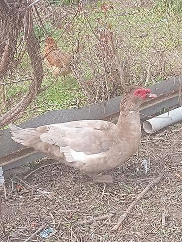 Musk ördəkləri (Indoutka) – təsərrüfat üçün məhsuldar quşlar