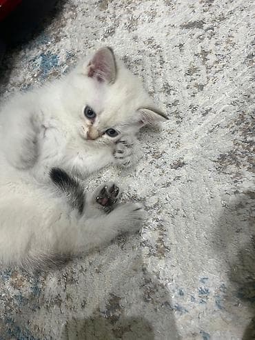 Pişiklər: Məhsul: Pişik üçün sarı geyim (qolçinsiz) - Rəng: Parlaq sarı, qara — 1