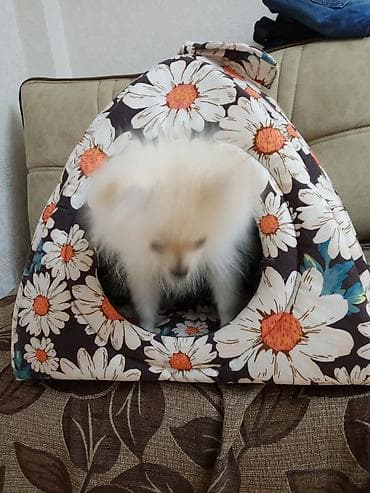 pomeranian şpitz: Şpitz, 4 ay, Dişi, Peyvəndli, Ünvandan götürmə — 3