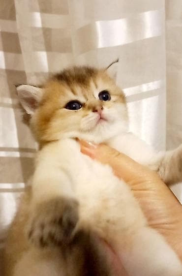 Britan, Erkək, Dişi, Yaxşı əllərə, Ünvandan götürmə