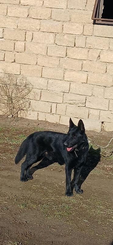 alman ovçarka: Alman çoban iti, 11 ay, Erkek, Peyvəndli — 9