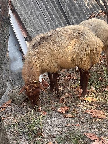 qara qoyun: Dişi, il: 4, 38 kq, Damazlıq, Ünvandan götürmə — 6