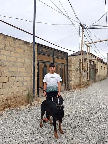 haski itləri: Doberman, 1 il, Erkek, Ünvandan götürmə — 9