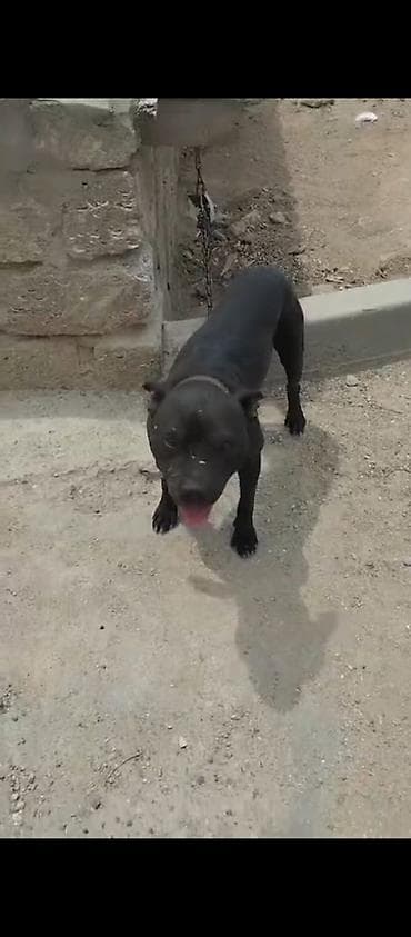 Pitbul, Peyvəndli