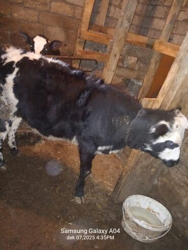 camış balası: Satılır: qara-ağ rəngli dana - Növ: mal-qara (dana) - Rəng: qara-ağ — 5