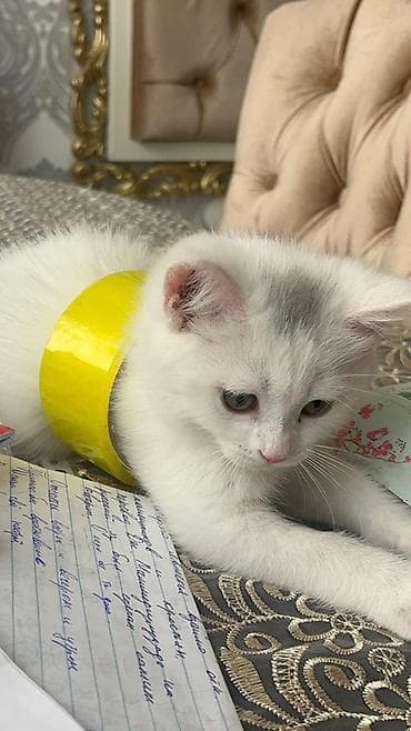 pi̇şi̇k: Scottish cins erkek normalda bilen bilir daha baha olur bu pisiyler — 2