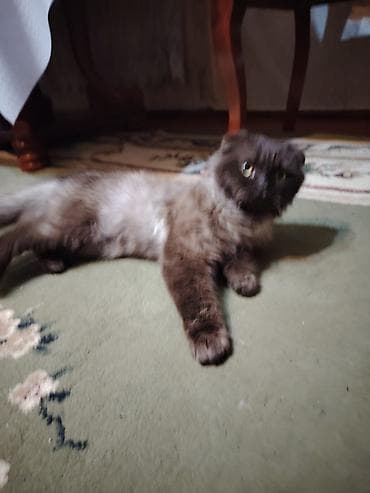 Pişiklər: Şotland, Erkək — 7