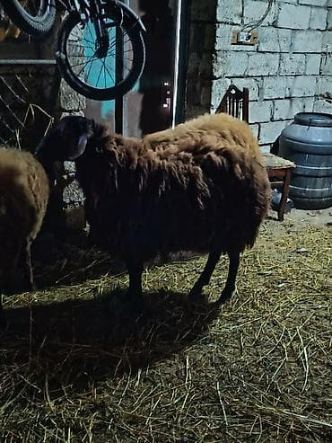 Qala cinsi 1 ilik qocdu 6 ayından sürür heyvan Əsil damazlıq heyvandı — 3