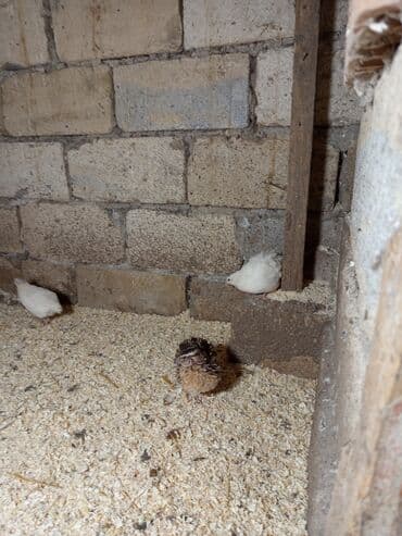 Inəklər, öküzlər: Bıldırcınlar satılır - Cins: Yapon bıldırcını (fotoşəkildə müxtəlif — 3