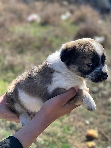 Cüt heyet iti ağıllı enerjili küçüyler 1 aylıqdırlar