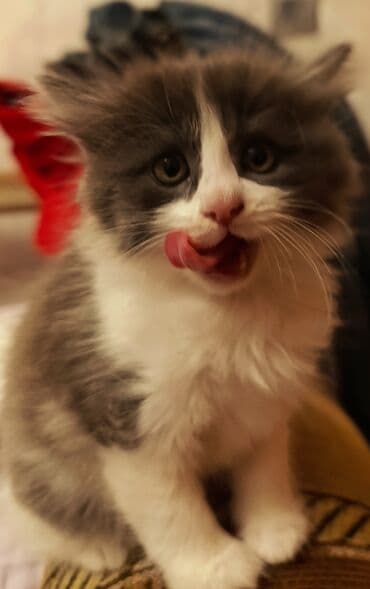 Yaxşı əllərə lalafo.az -da Yaxşı əllərə