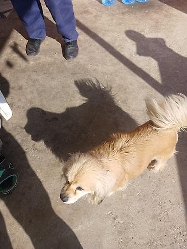 Gəmiricilər: Dişi, Peyvəndli — 2